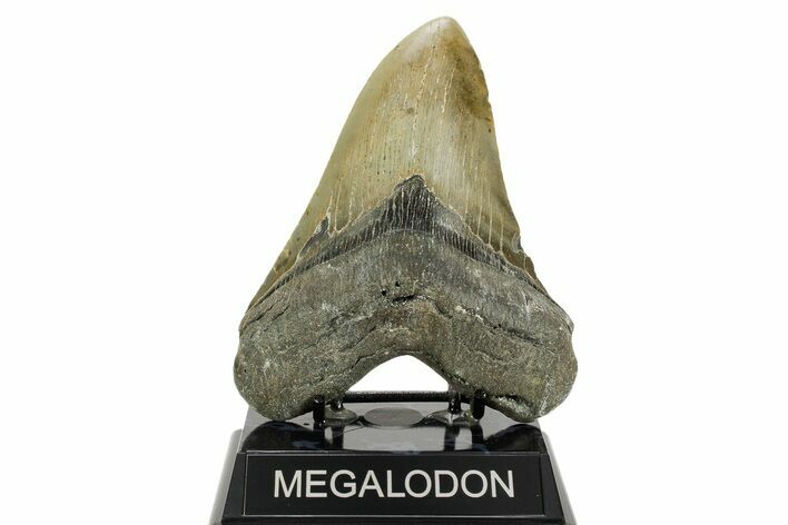 Huge, Serrated, Fossil Megalodon Tooth - North Carolina #365978